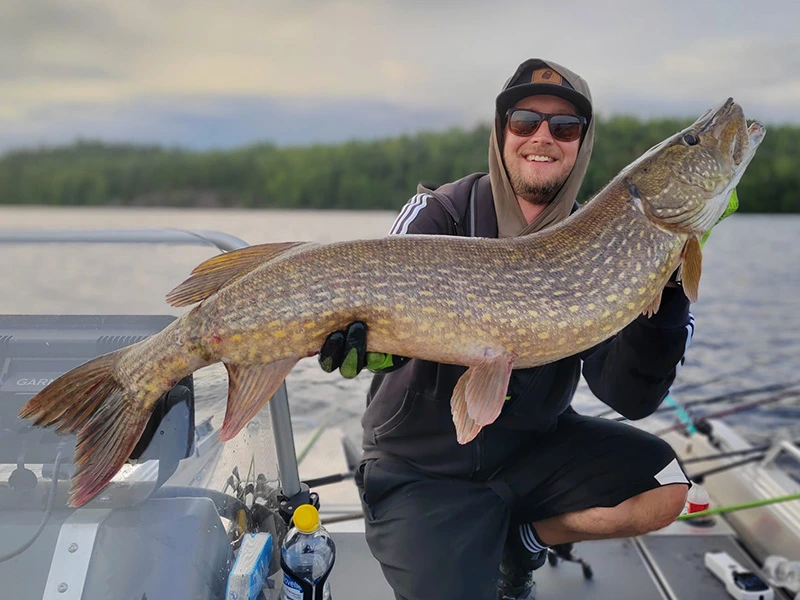 Valtava jättihauki saaliina heittokalastamalla Saimaalla – Hauenkalastus ja opastetut kalastusretket.
