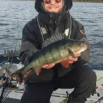 Suuri ahven opastetulla kalastusretkellä Saimaalla.