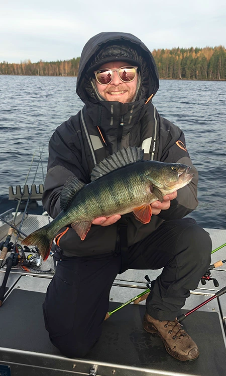 Suuri ahven opastetulla kalastusretkellä Saimaalla.