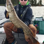 Suuri hauki opastetulta kalastusretkeltä Saimaalla.