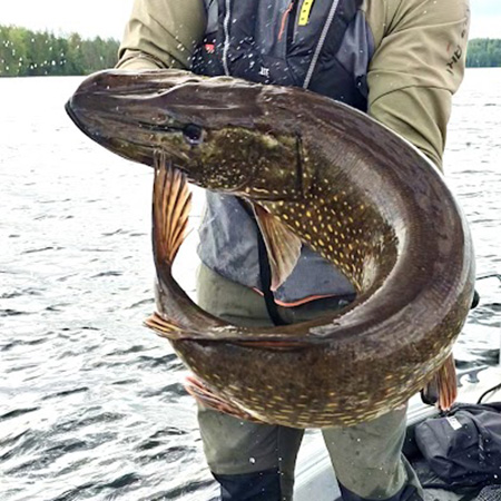 Suuri hauki opastetulla kalastusretkellä Saimaalla. Etelä-Karjalan vesistöt
