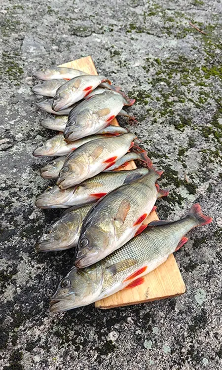 Ruokakalat Saimaasta