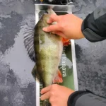 Suurahven 47 cm mittalaudalla Saimaalta.