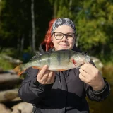 Opastettu kalastusretki suurahventen perässä Saimaalla.