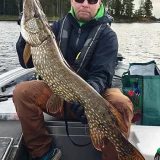 Suuri hauki opastetulta kalastusretkeltä Saimaalla.