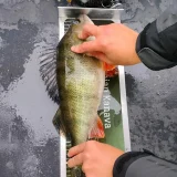 Suurahven 47 cm mittalaudalla Saimaalta.