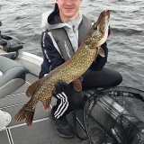 opastettu hauen kalastusretki Saimaalla.